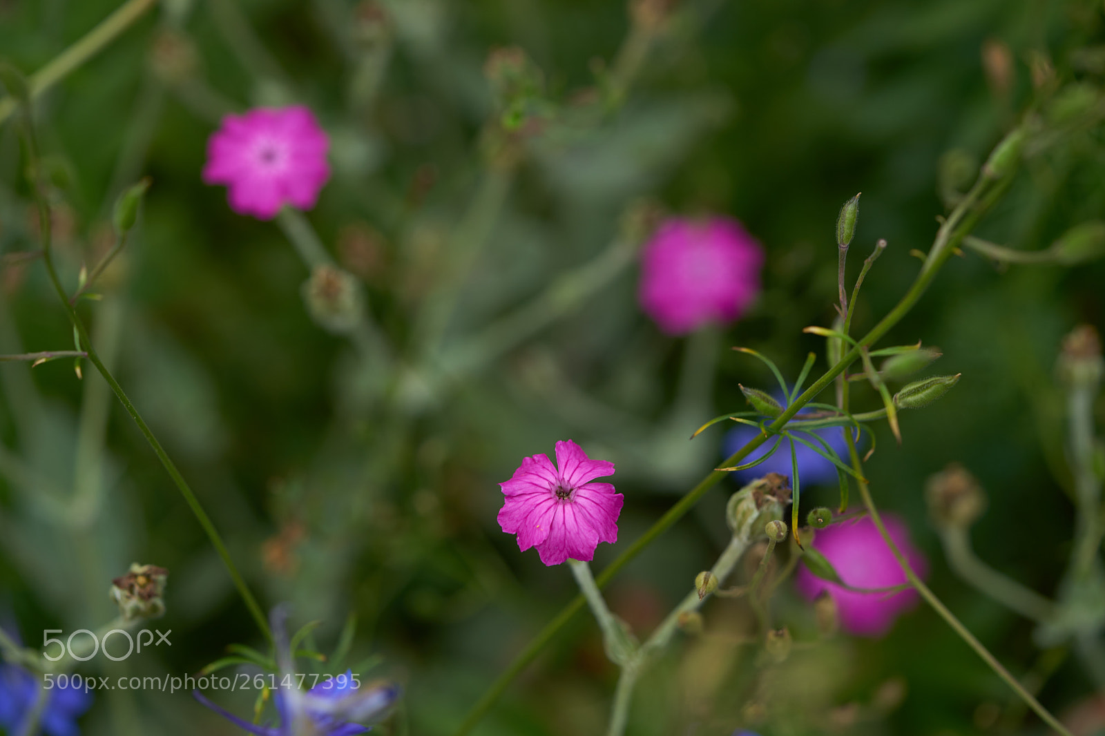 Sony a7 sample photo. Flowers 6744 photography