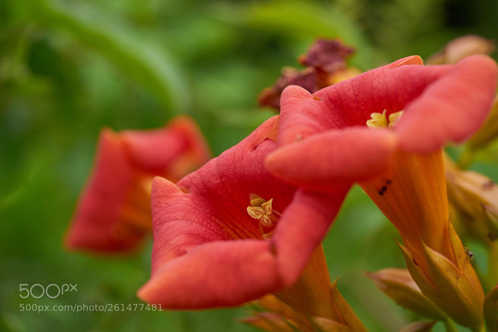 Sony a7 sample photo. Flowers 6745 photography