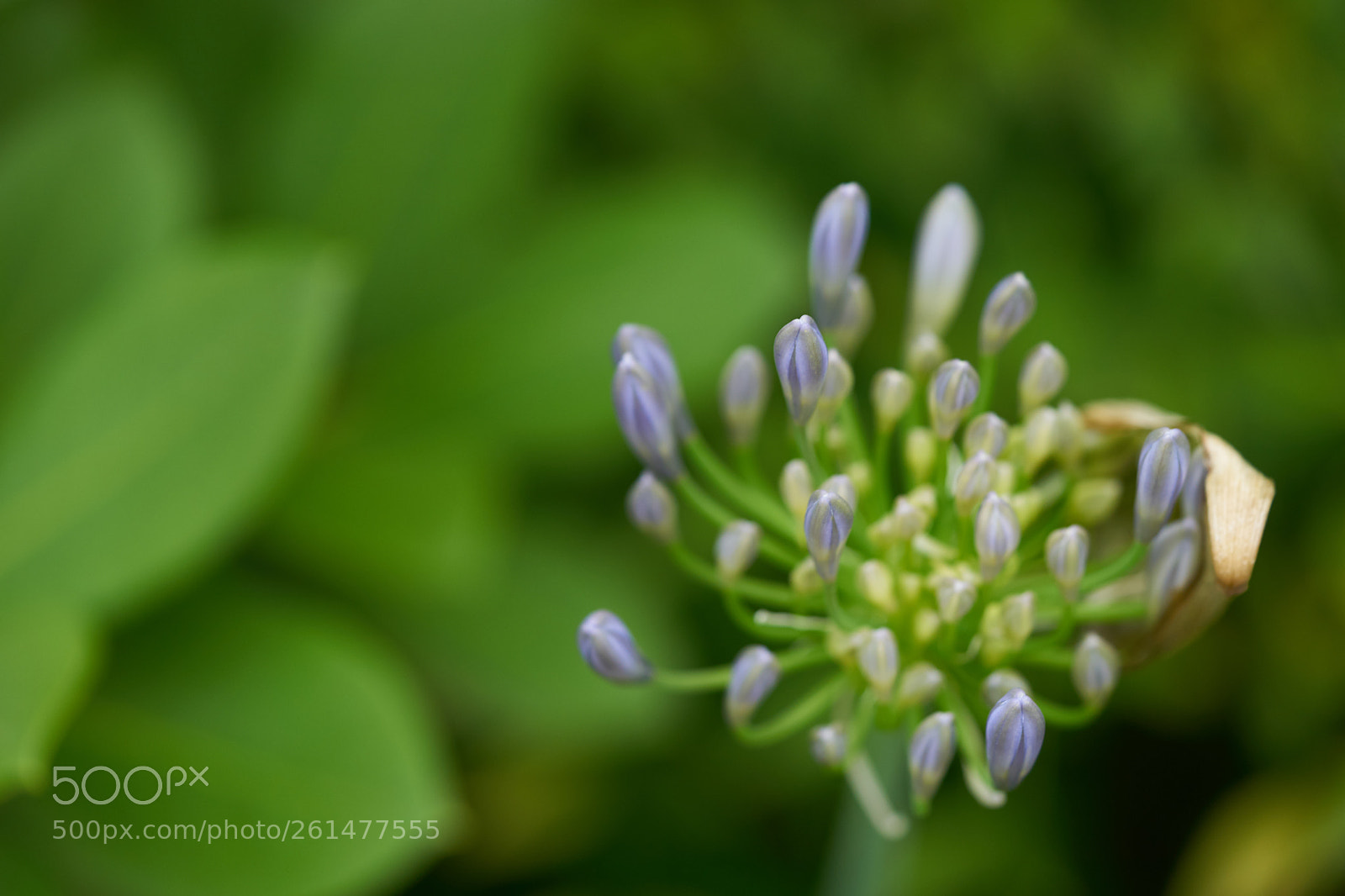 Sony a7 sample photo. Flowers 6746 photography