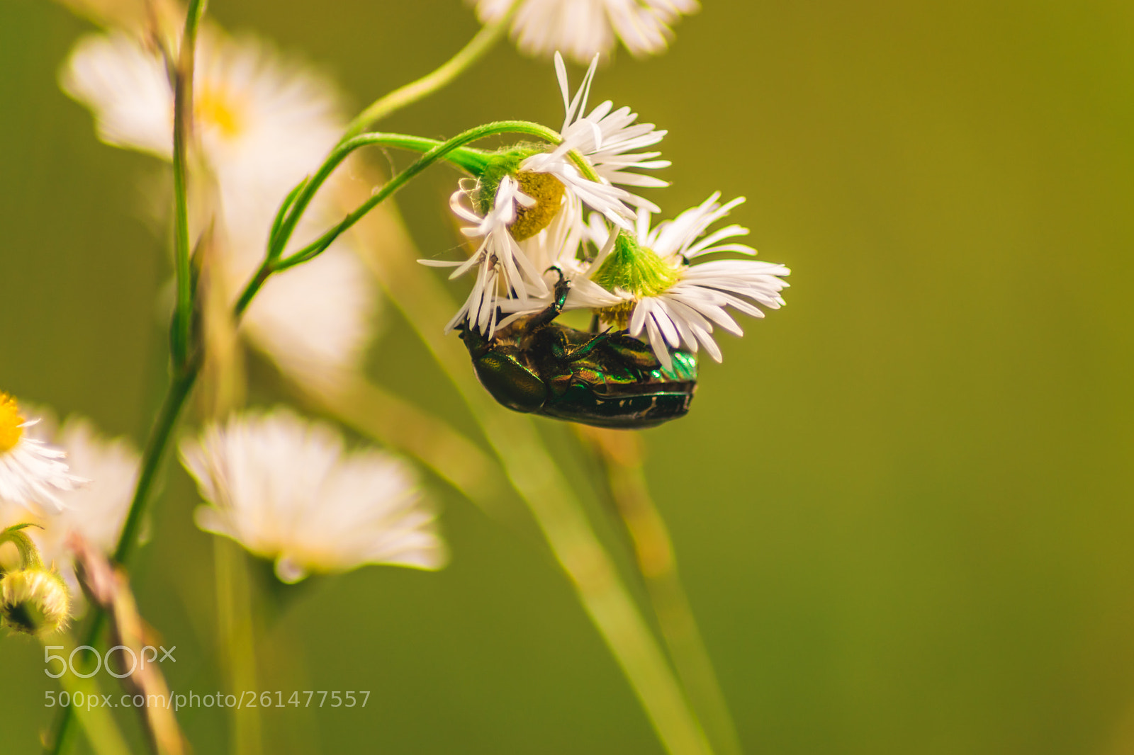 Nikon D5300 sample photo. Amazing green bug photography