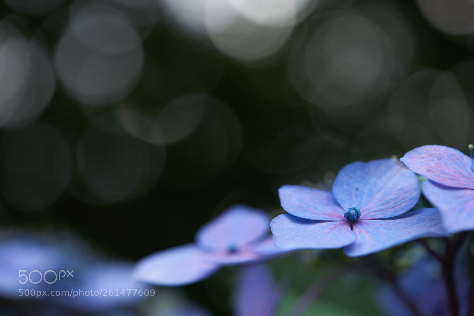 Sony a7 sample photo. Flowers 6747 photography