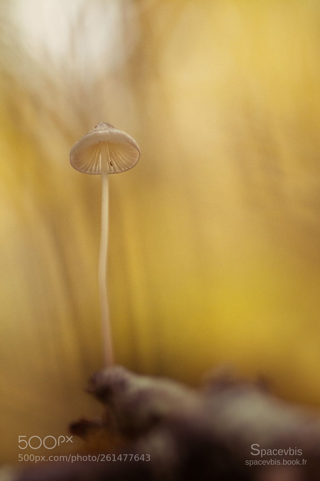 Nikon D7100 sample photo. Mushroom photography