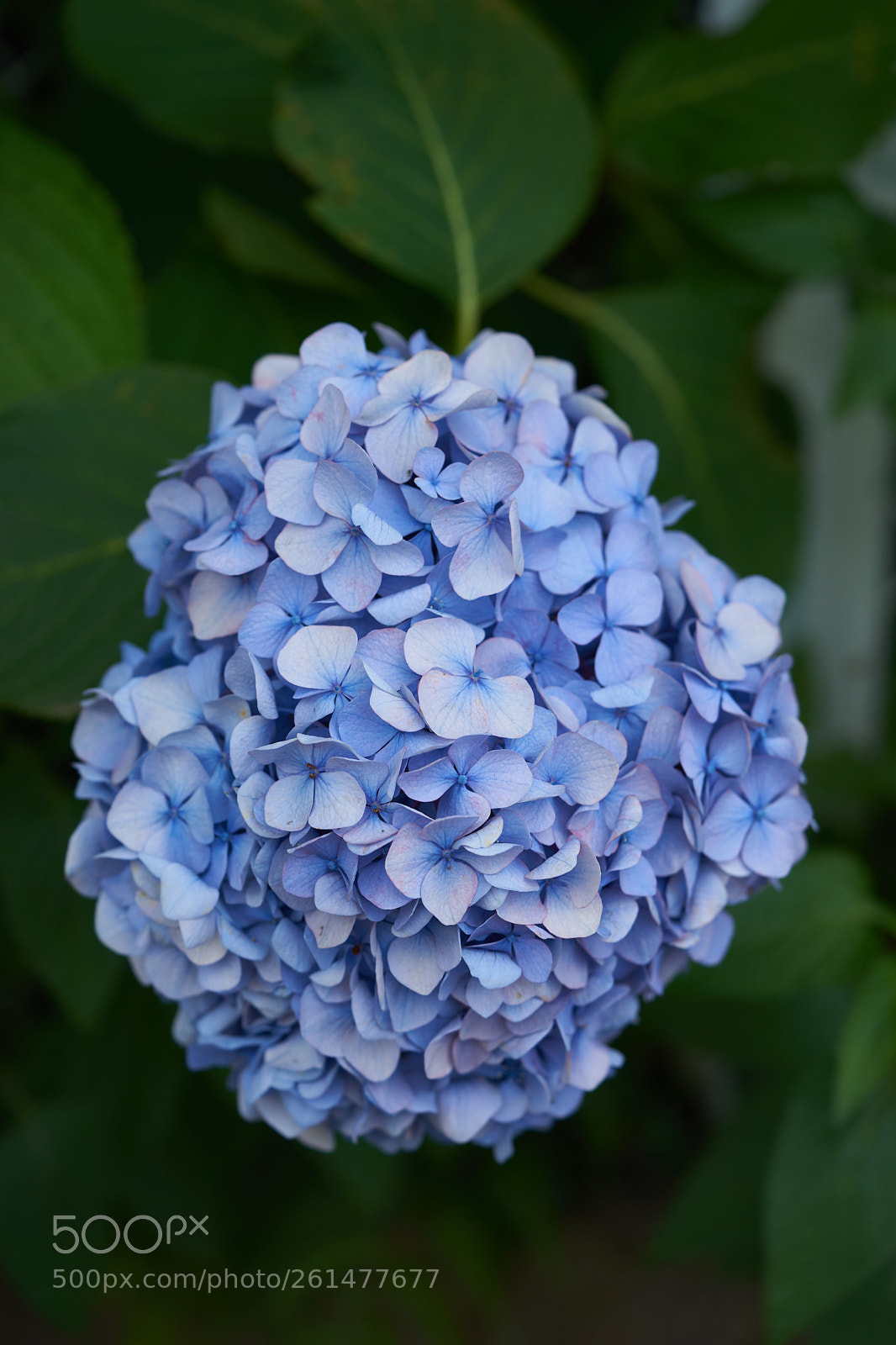 Sony a7 sample photo. Flowers 6748 photography