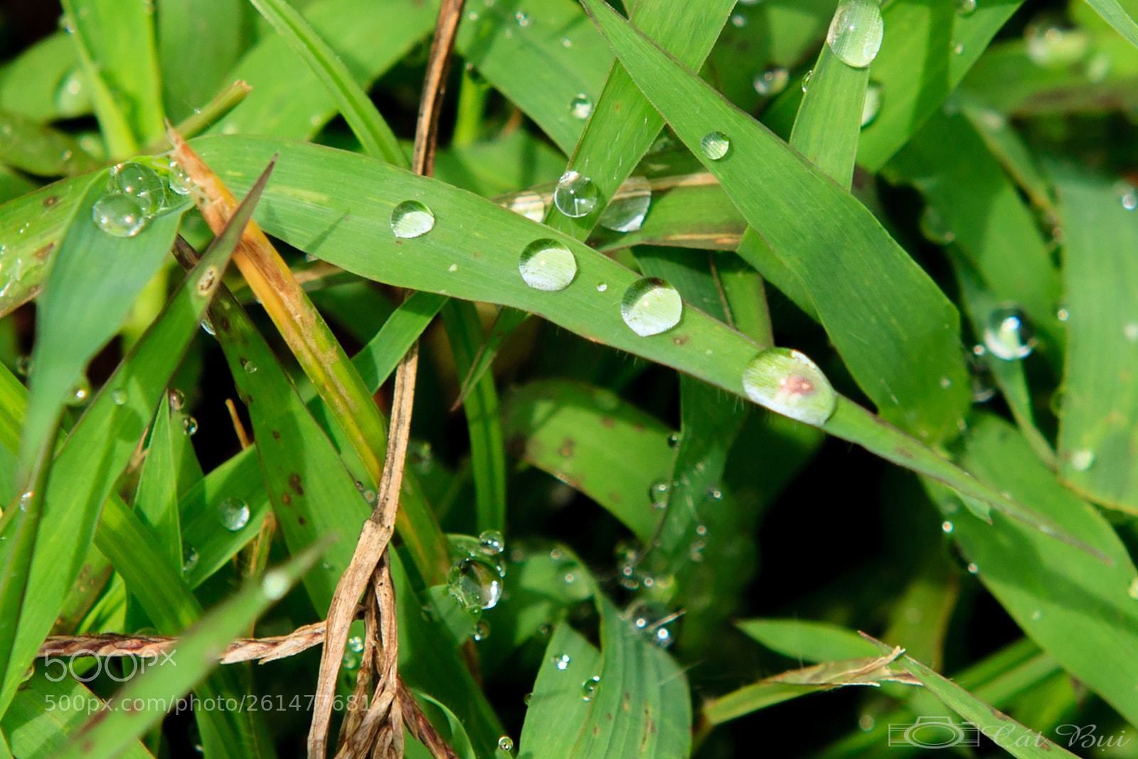 Canon EOS 5D Mark II sample photo. Img photography