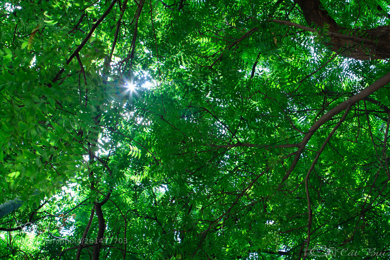 Canon EOS 5D Mark II sample photo. Img photography