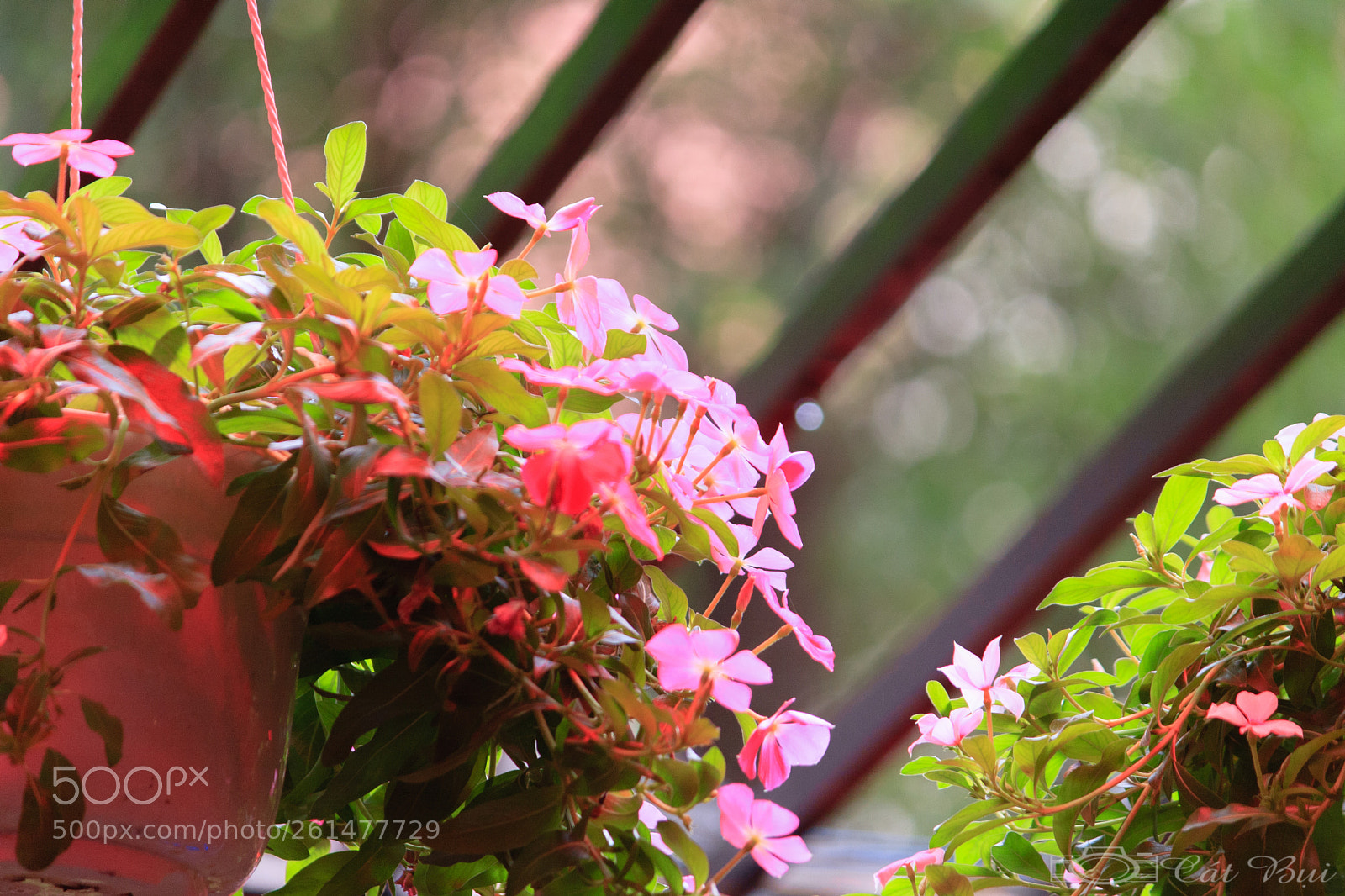 Canon EOS 40D sample photo. Img photography