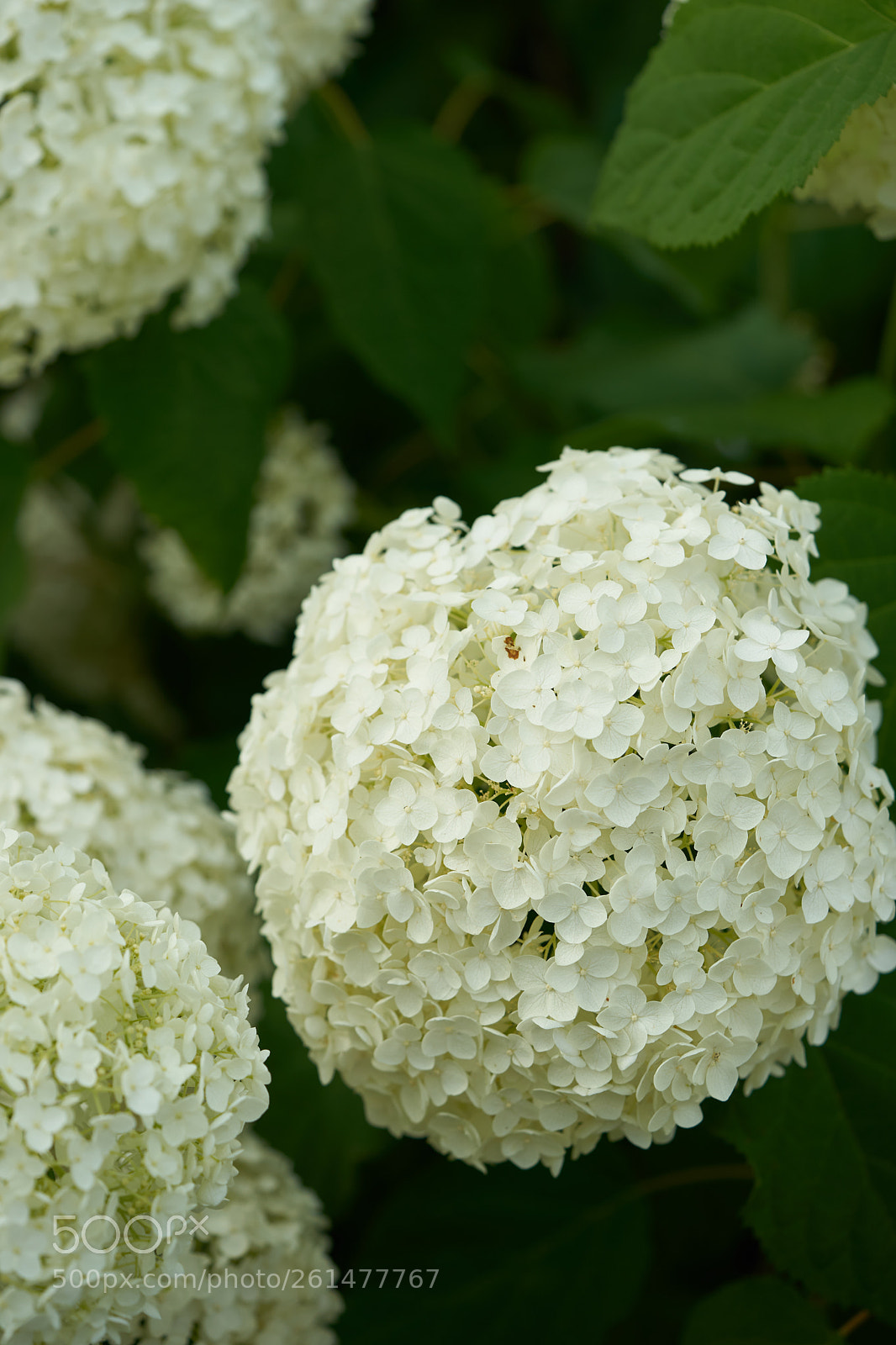 Sony a7 sample photo. Flowers 6749 photography