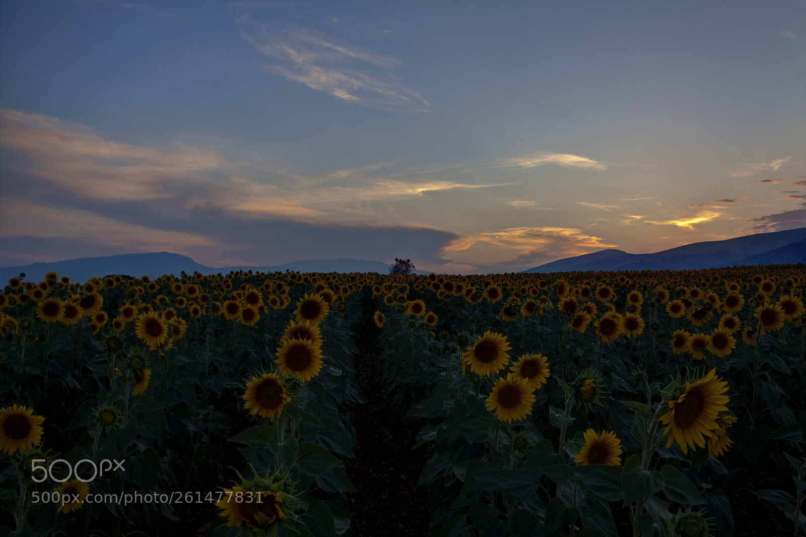 Canon EOS 50D sample photo. Sunflowers photography