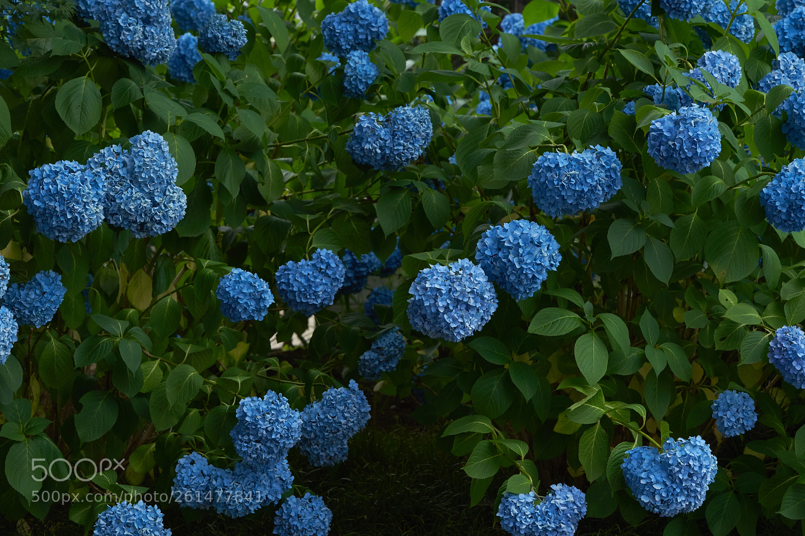 Sony a7 sample photo. Flowers 6750 photography