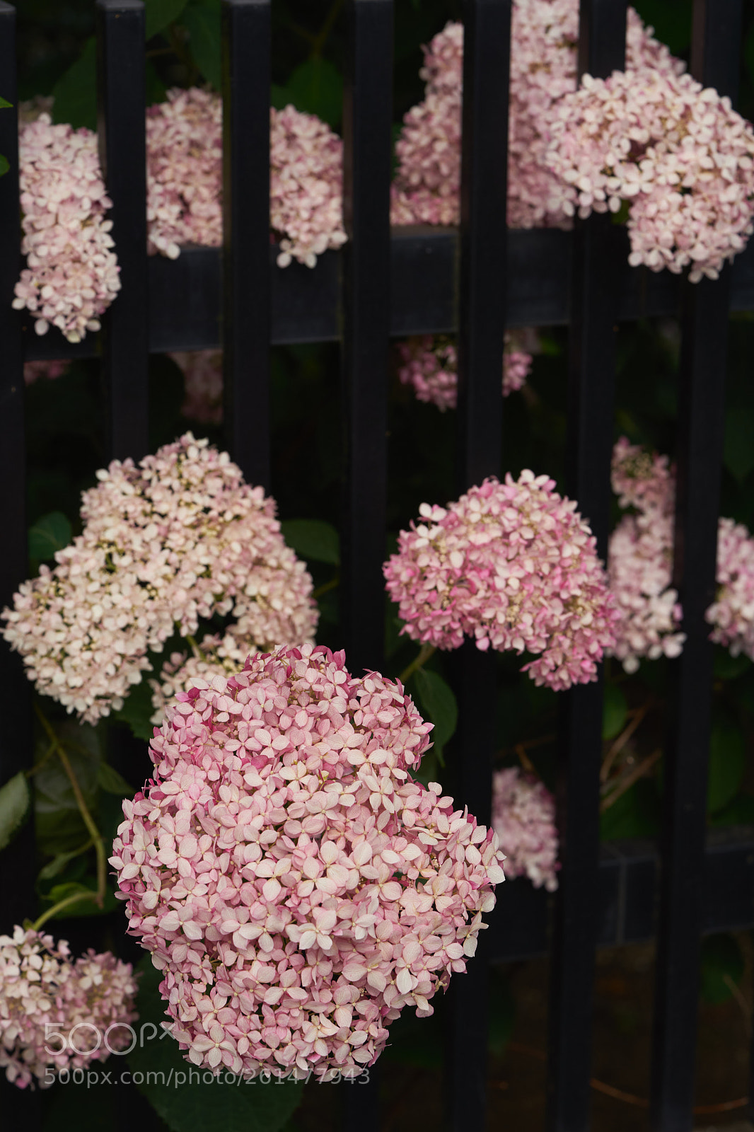 Sony a7 sample photo. Flowers 6751 photography