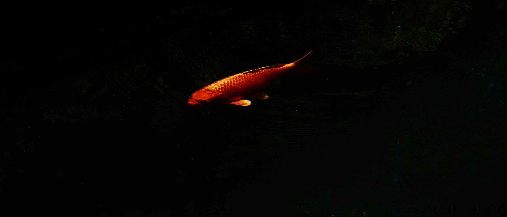 Sigma sd Quattro sample photo. Space koi photography
