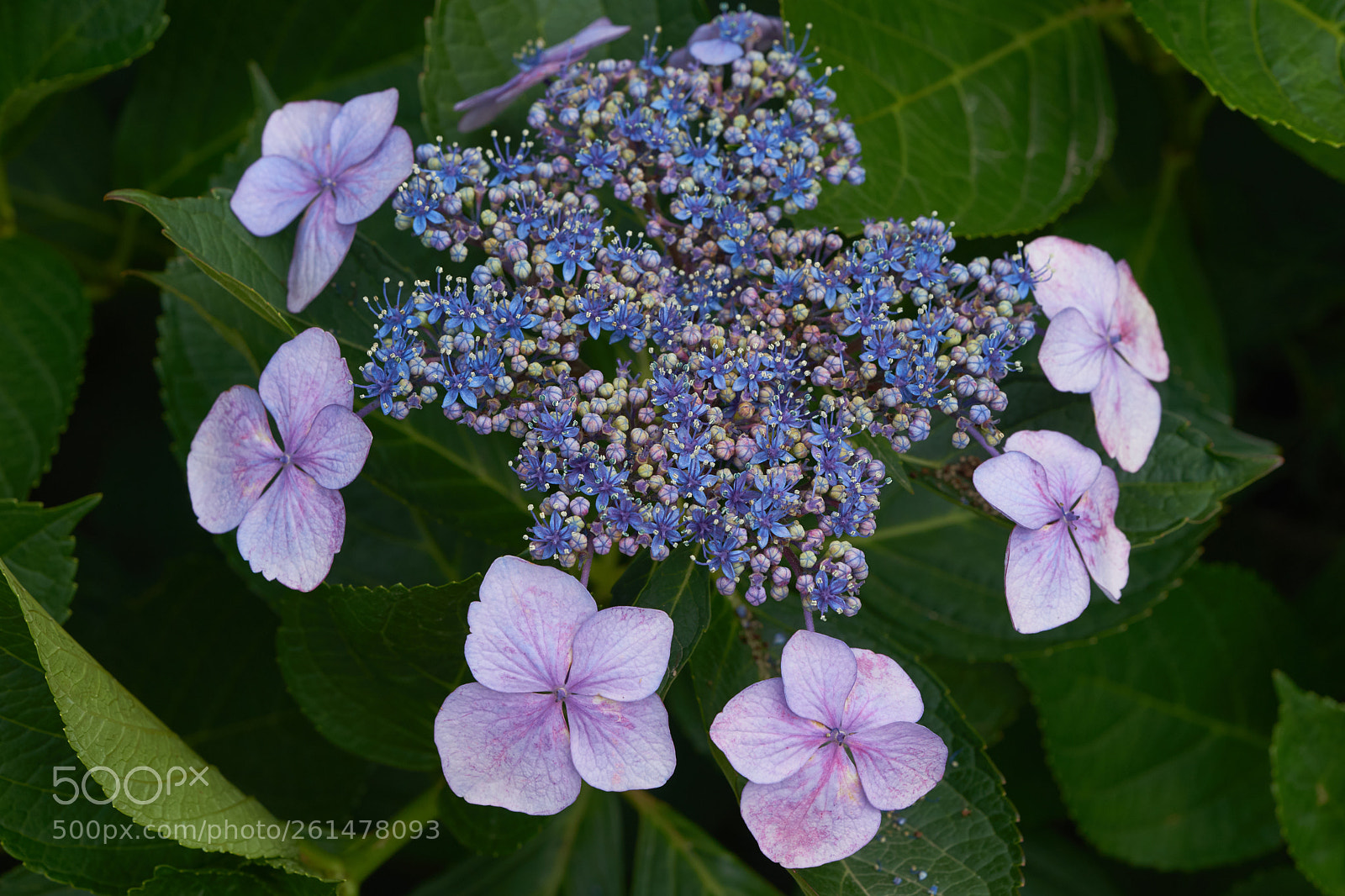 Sony a7 sample photo. Flowers 6753 photography