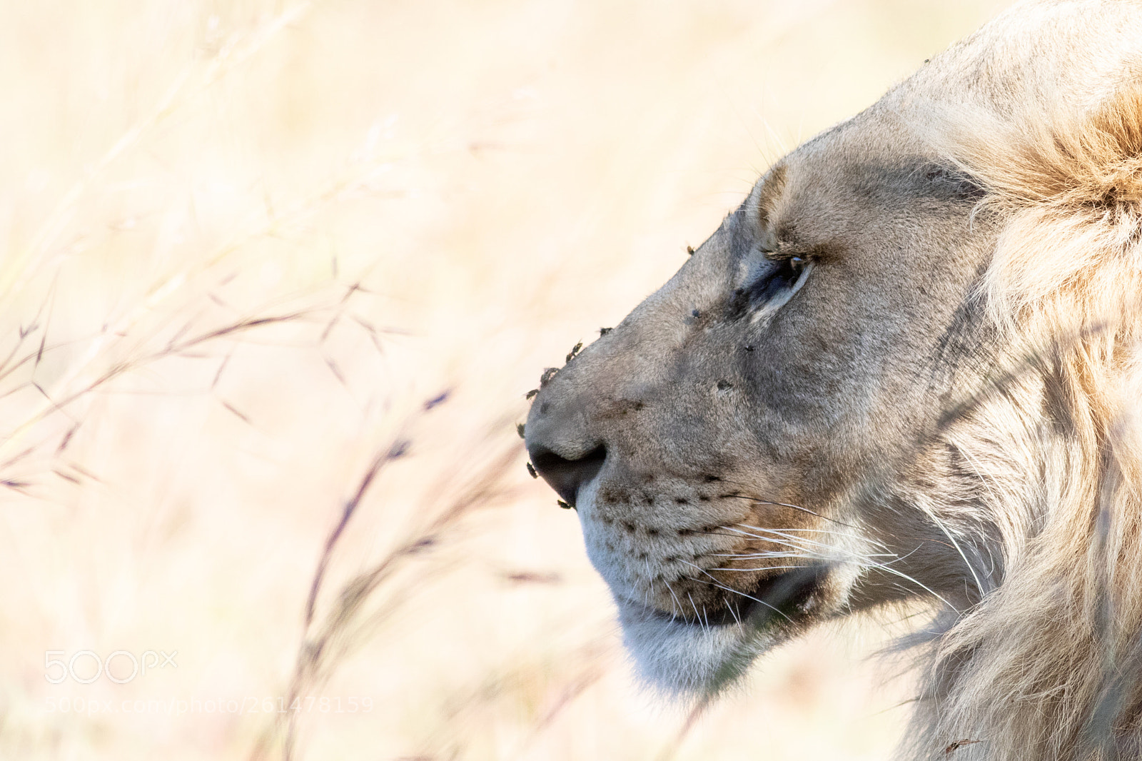 Canon EOS 7D Mark II sample photo. Pilanesberg lion photography