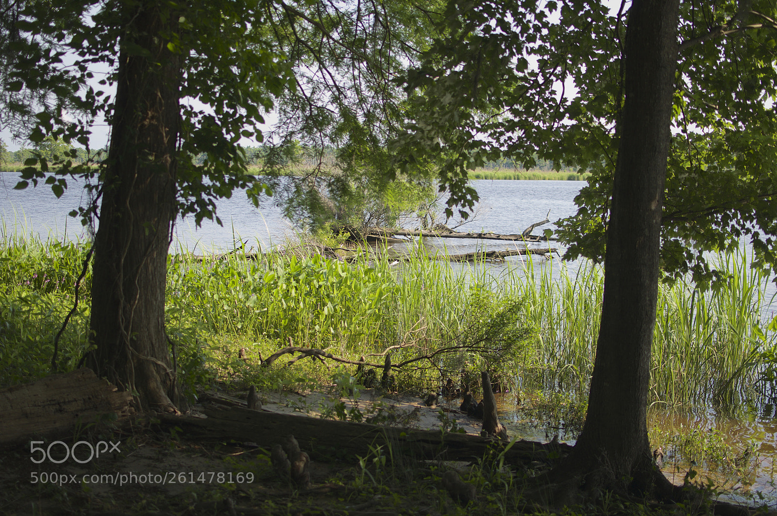 Nikon D90 sample photo. Neuse river photography