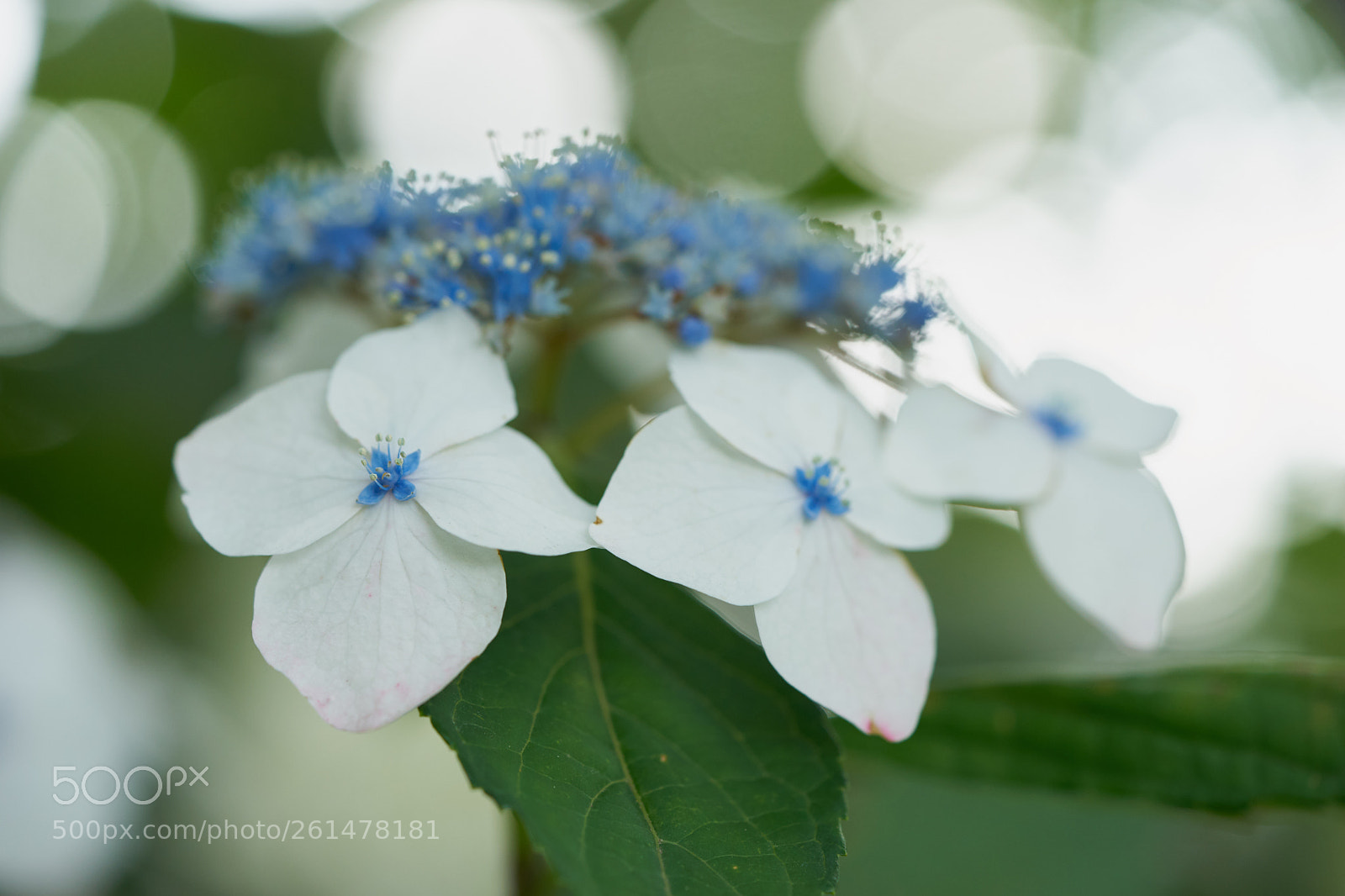 Sony a7 sample photo. Flowers 6754 photography
