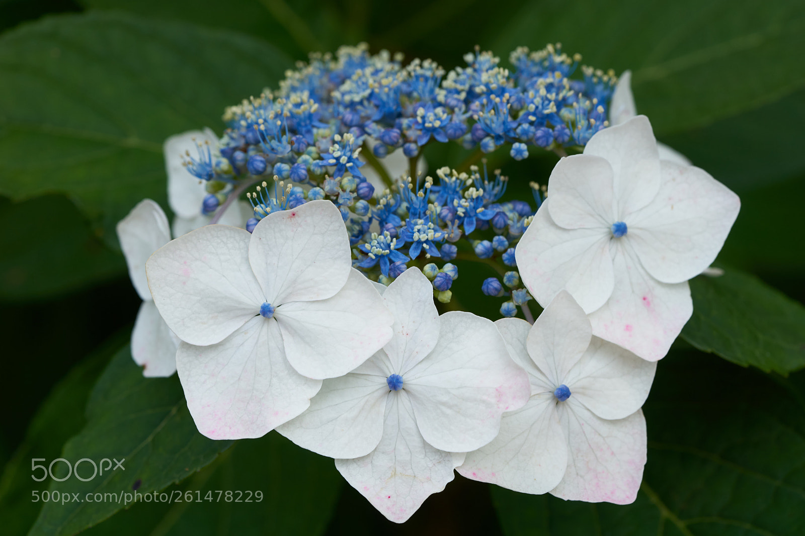 Sony a7 sample photo. Flowers 6755 photography