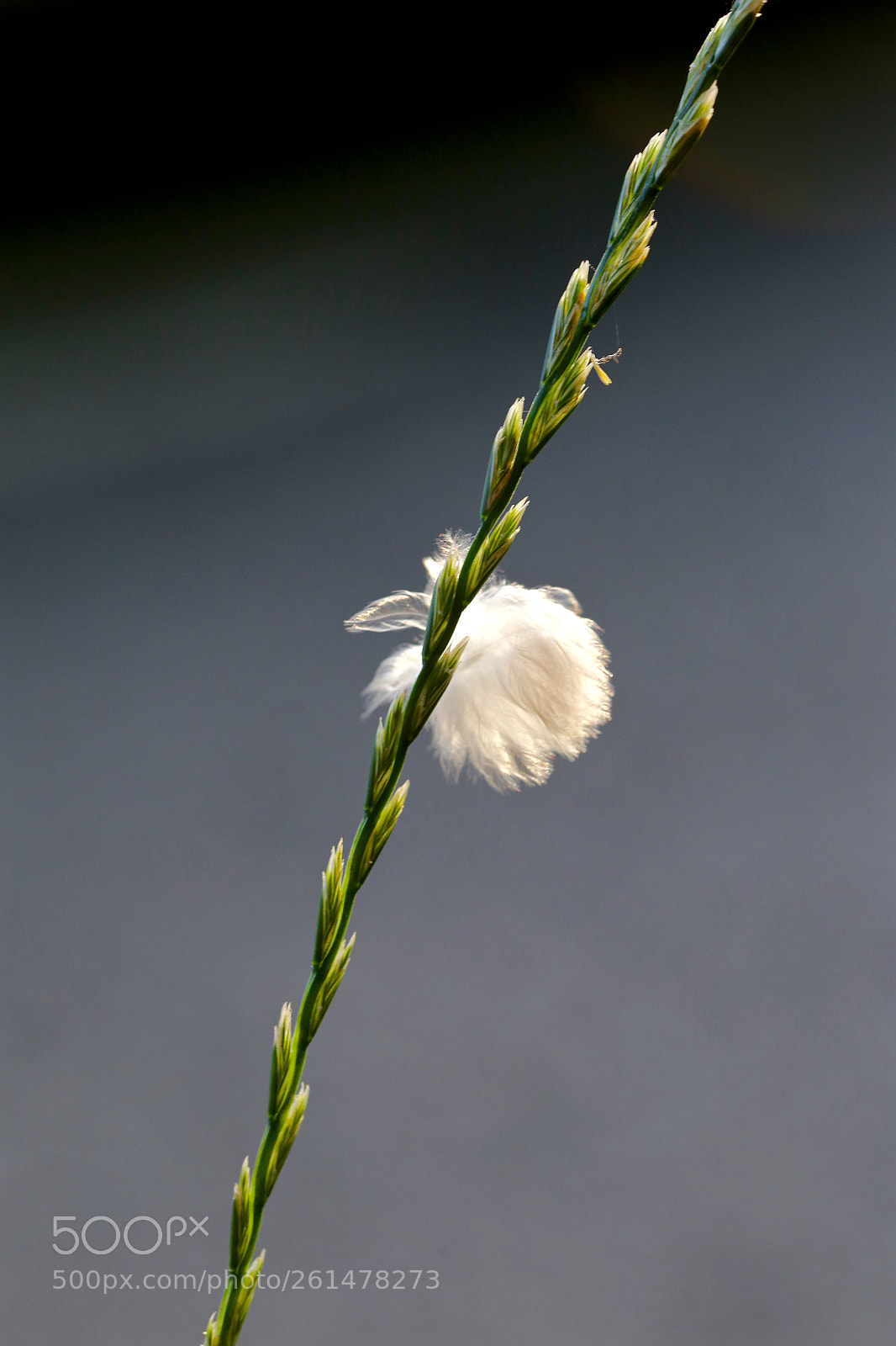 Canon EOS 6D sample photo. Stadtrandsiedlung malchow photography