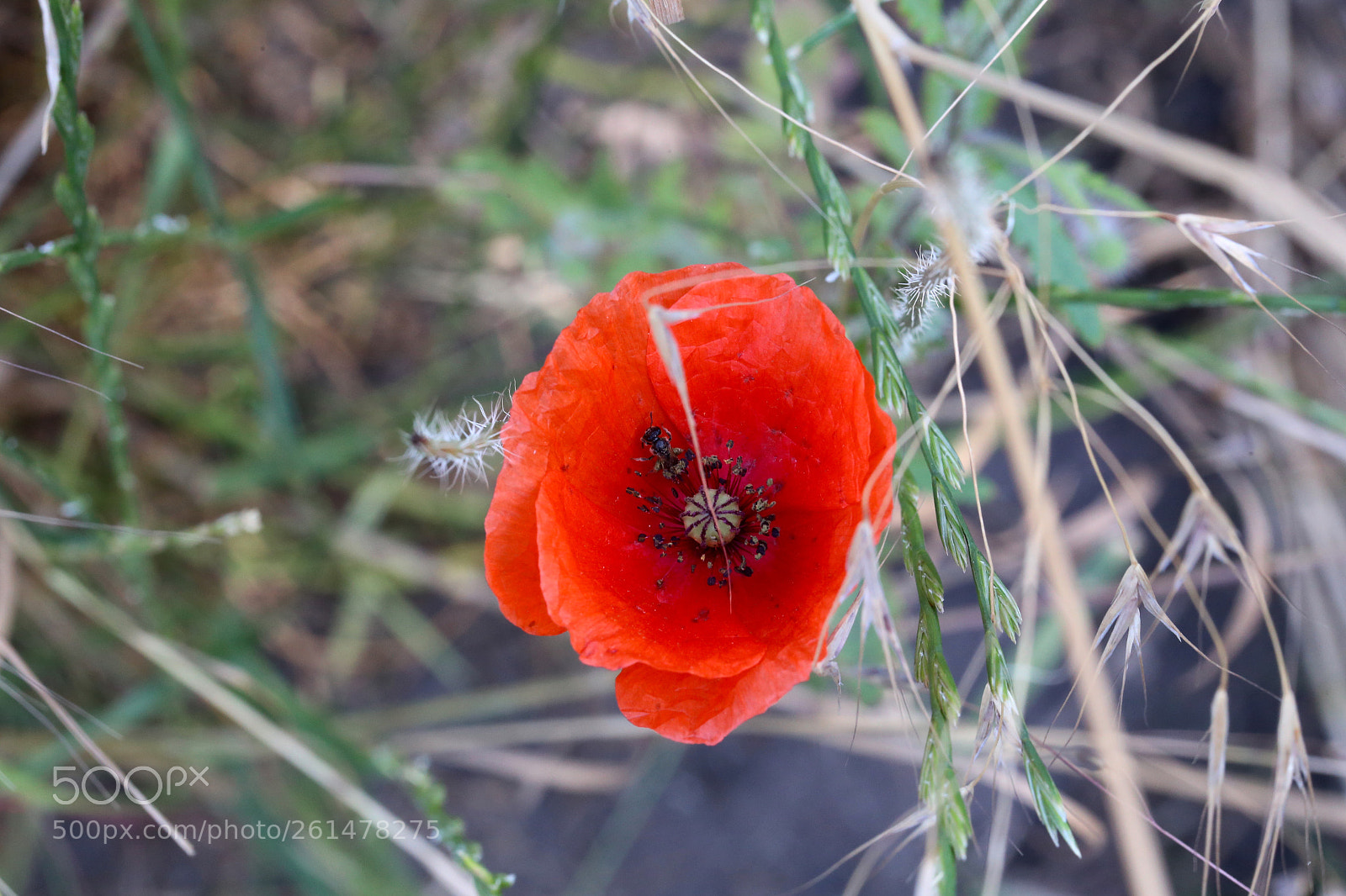 Canon EOS 6D sample photo. Stadtrandsiedlung malchow photography