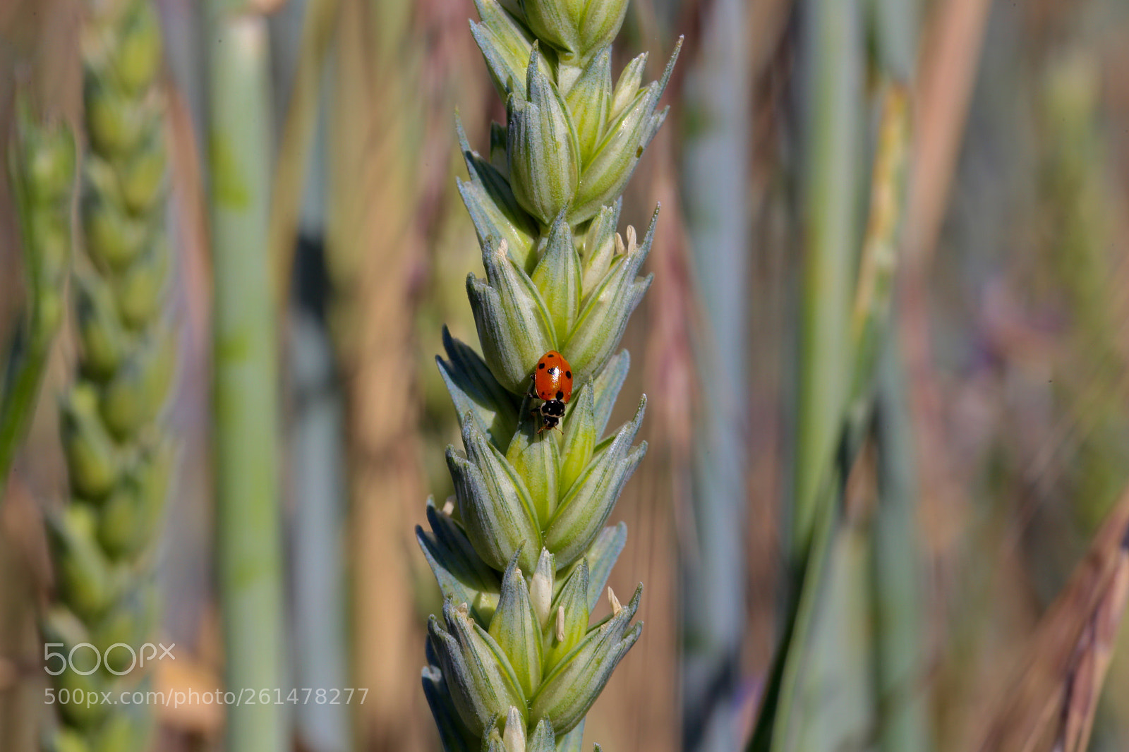Canon EOS 6D sample photo. Stadtrandsiedlung malchow photography