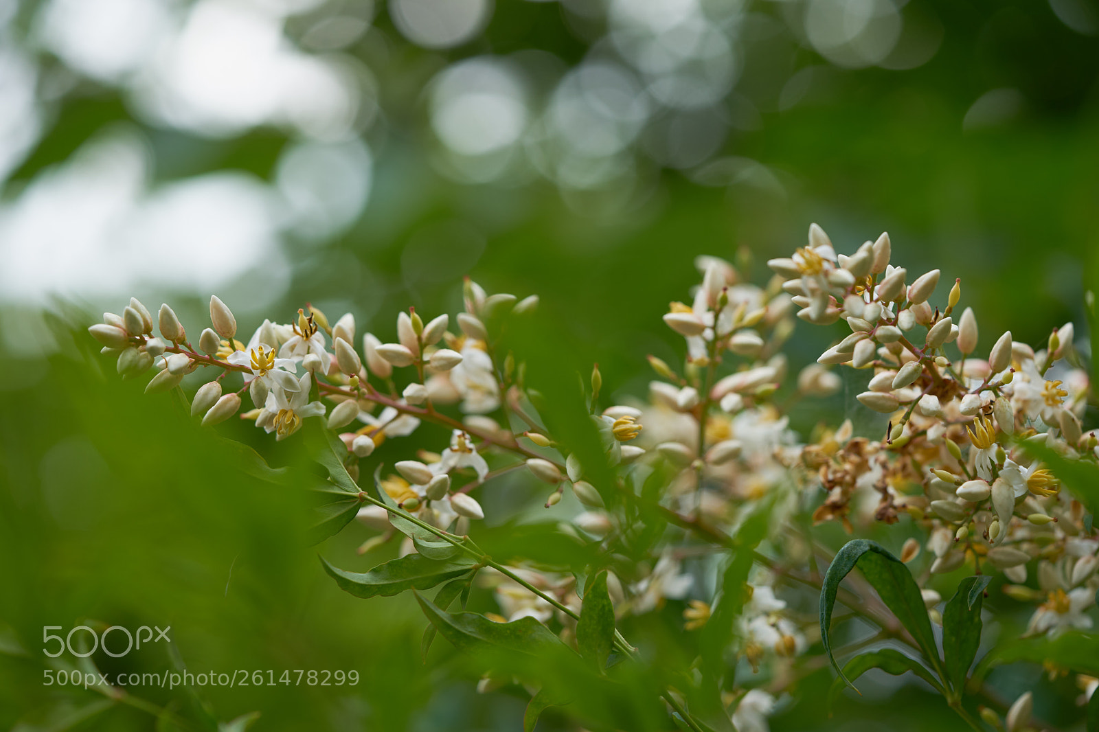 Sony a7 sample photo. Flowers 6756 photography