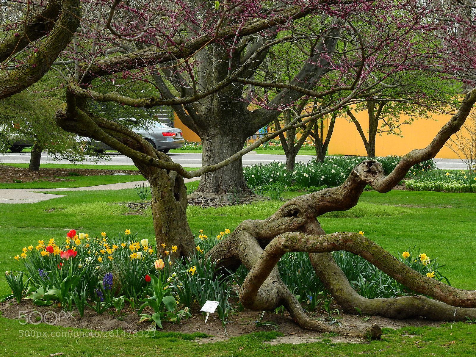 Nikon Coolpix P900 sample photo. Twisted redbud photography