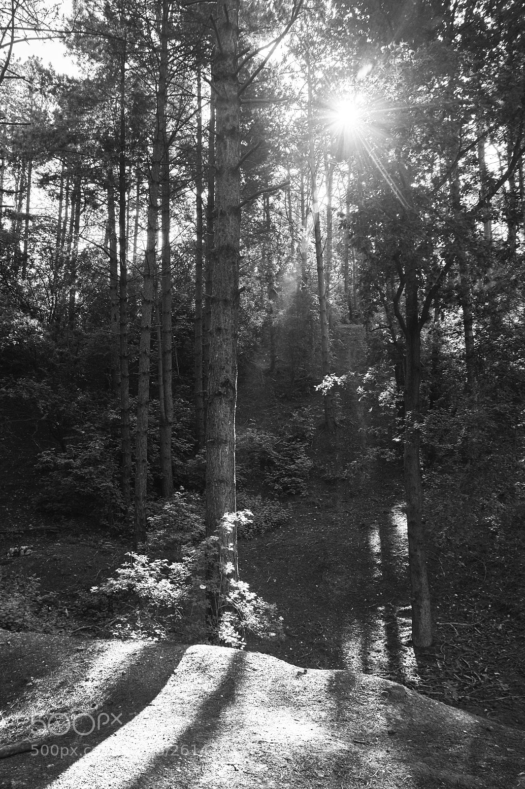 Nikon D7200 sample photo. Woodland sunlight photography