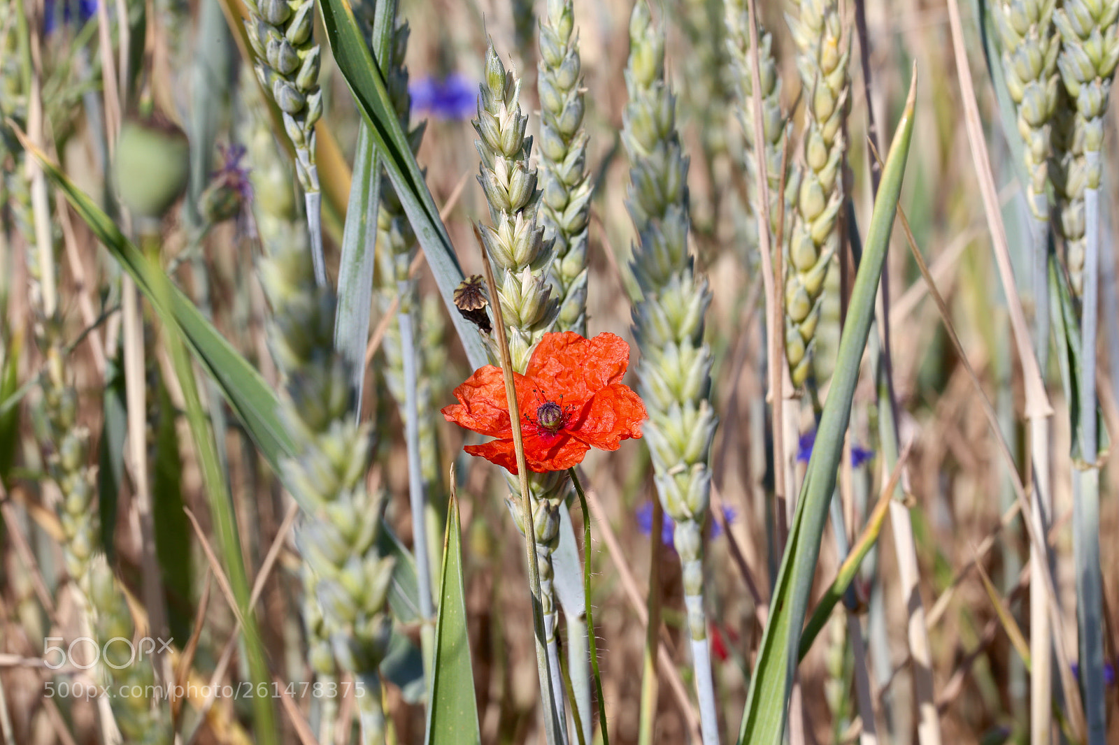 Canon EOS 6D sample photo. Stadtrandsiedlung malchow photography