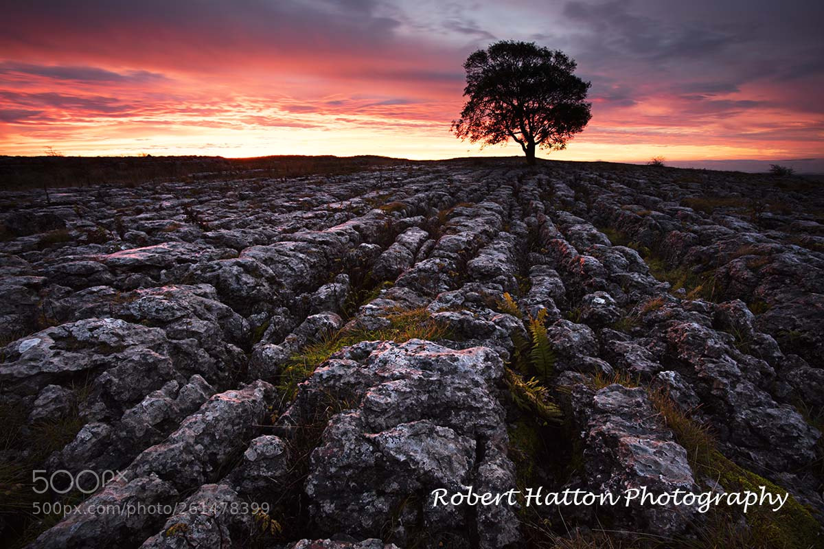 Canon EOS 5DS R sample photo. Lone tree malham photography