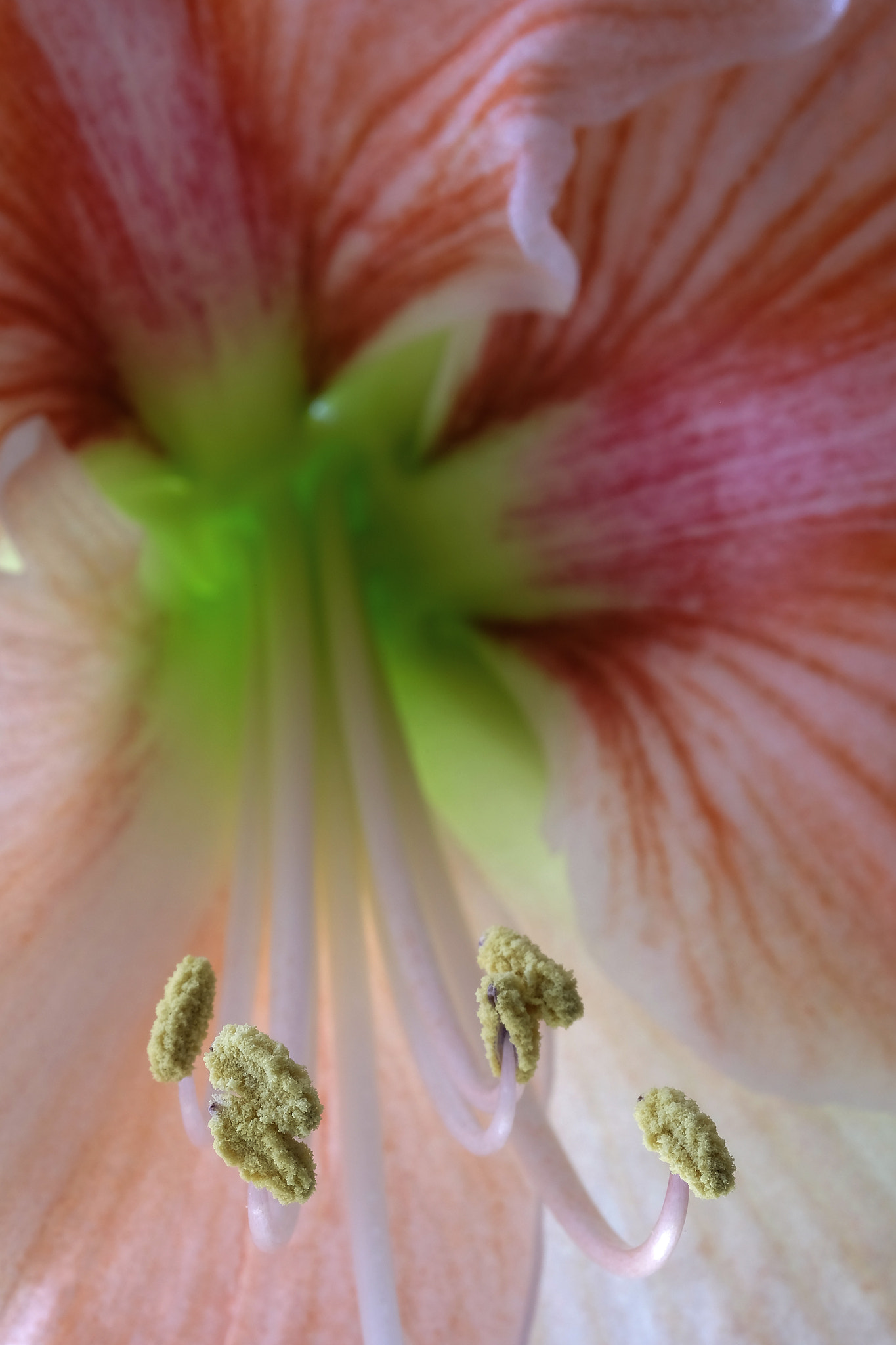 Fujifilm X-E2 sample photo. Flower photography