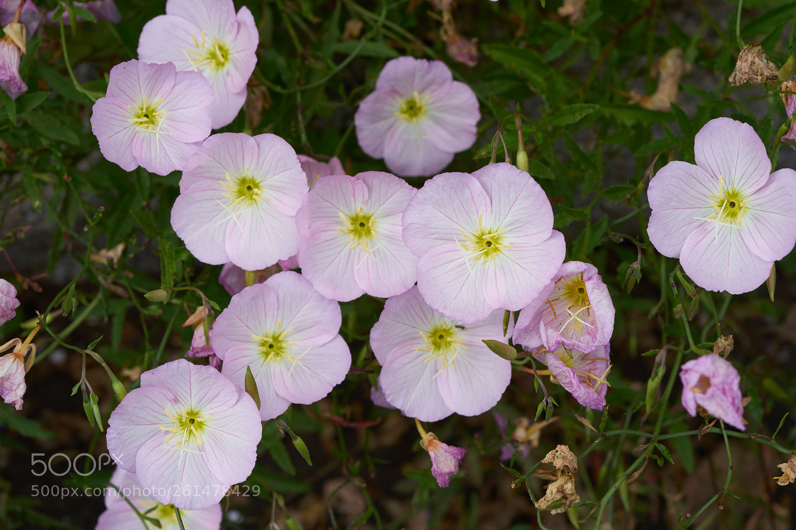 Sony a7 sample photo. Flowers 6758 photography