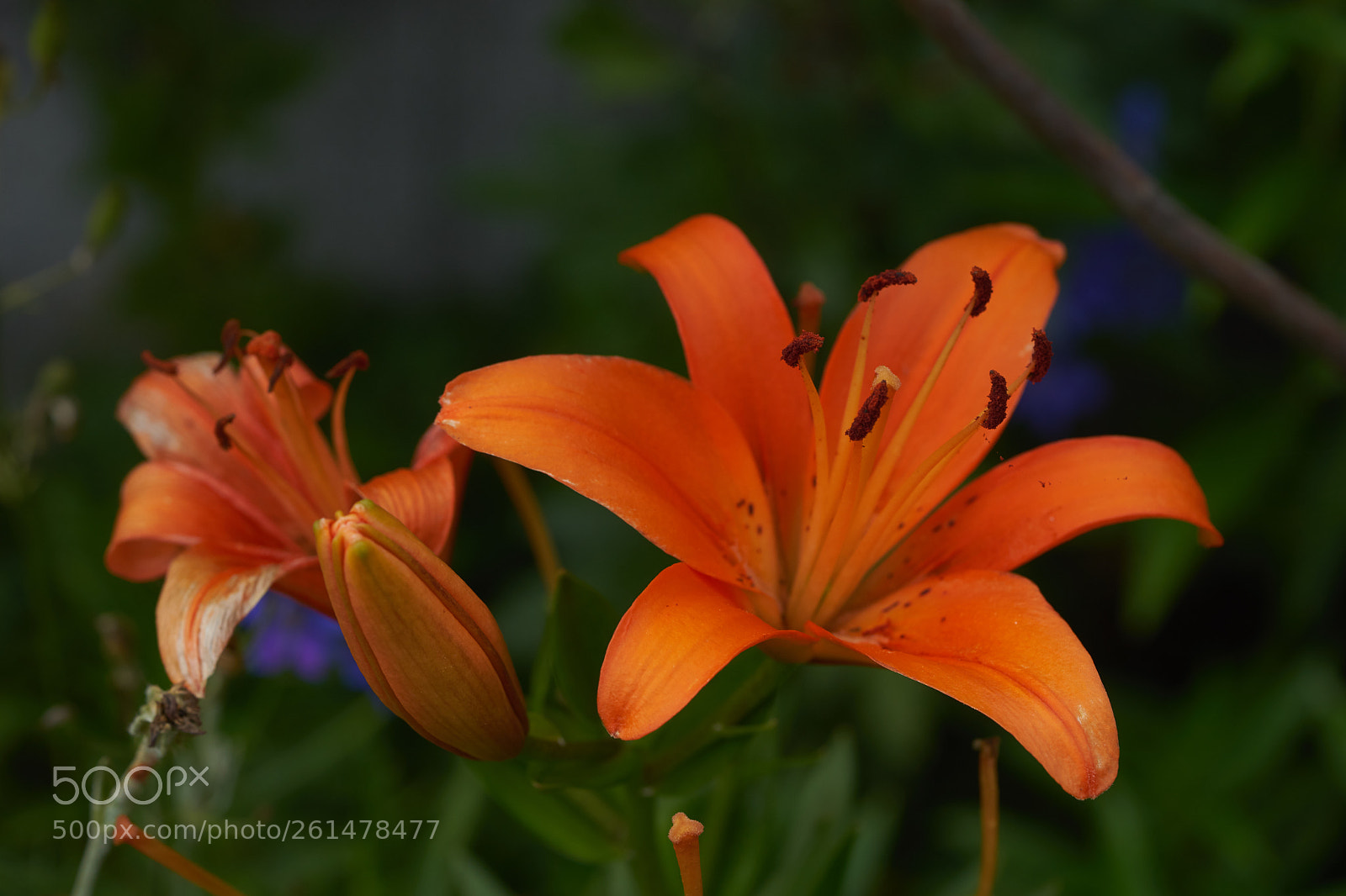 Sony a7 sample photo. Flowers 6759 photography