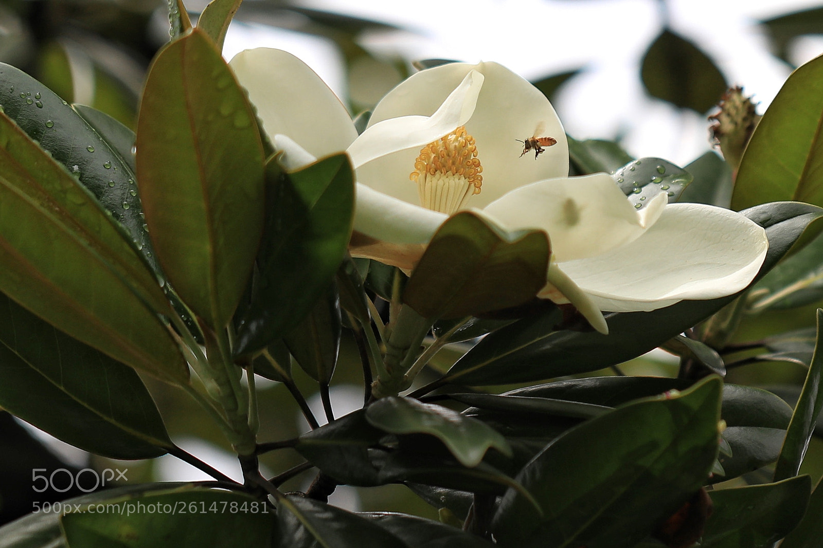 Canon EOS 5D Mark IV sample photo. Bee and flowers photography