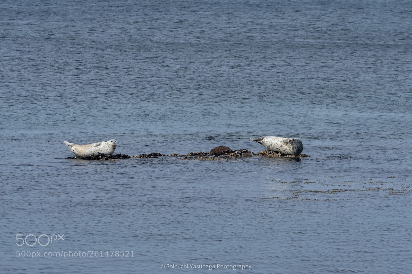 Pentax K-70 sample photo. Wild seals photography