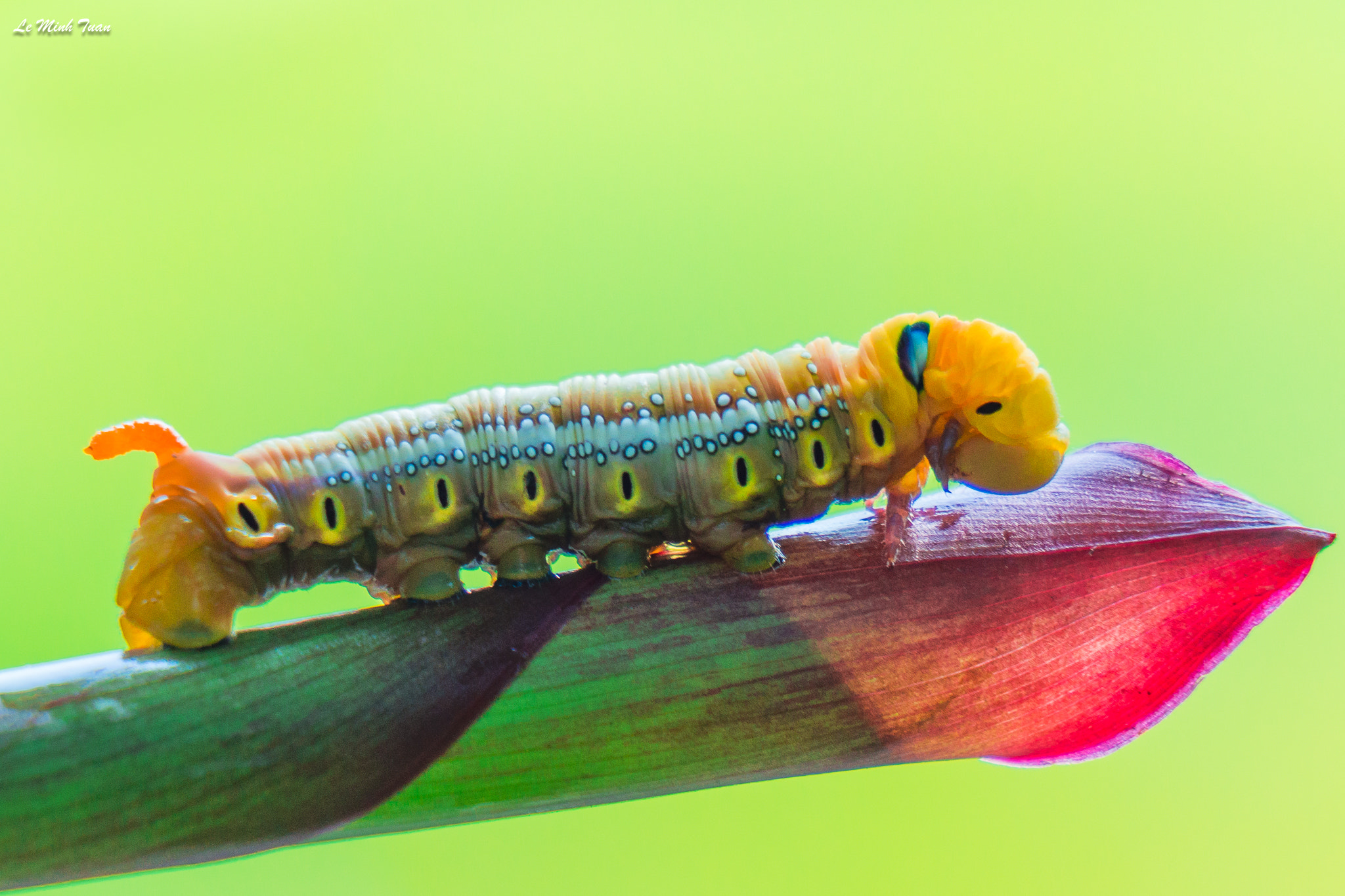 Sony Alpha NEX-7 sample photo. Worm photography