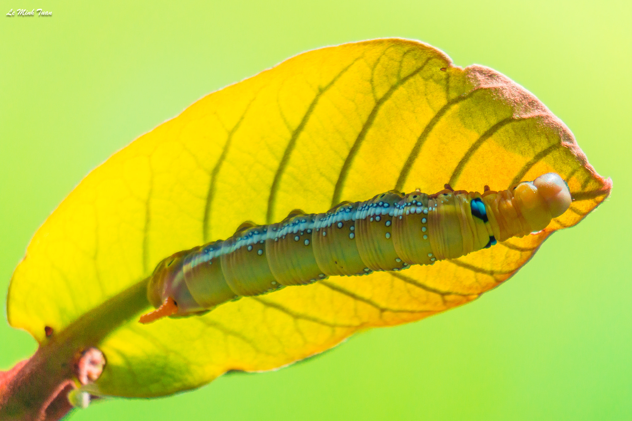 Sony Alpha NEX-7 sample photo. Worm photography