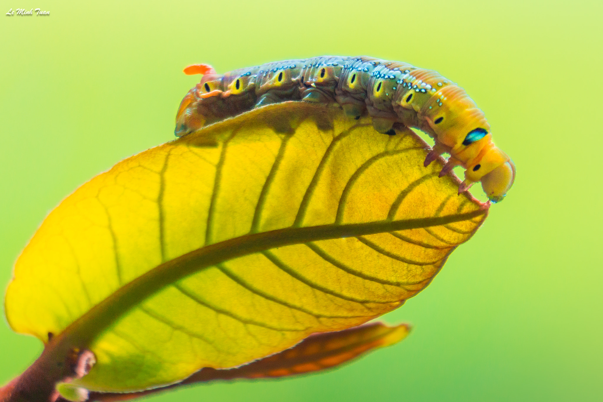 Sony Alpha NEX-7 sample photo. Worm photography