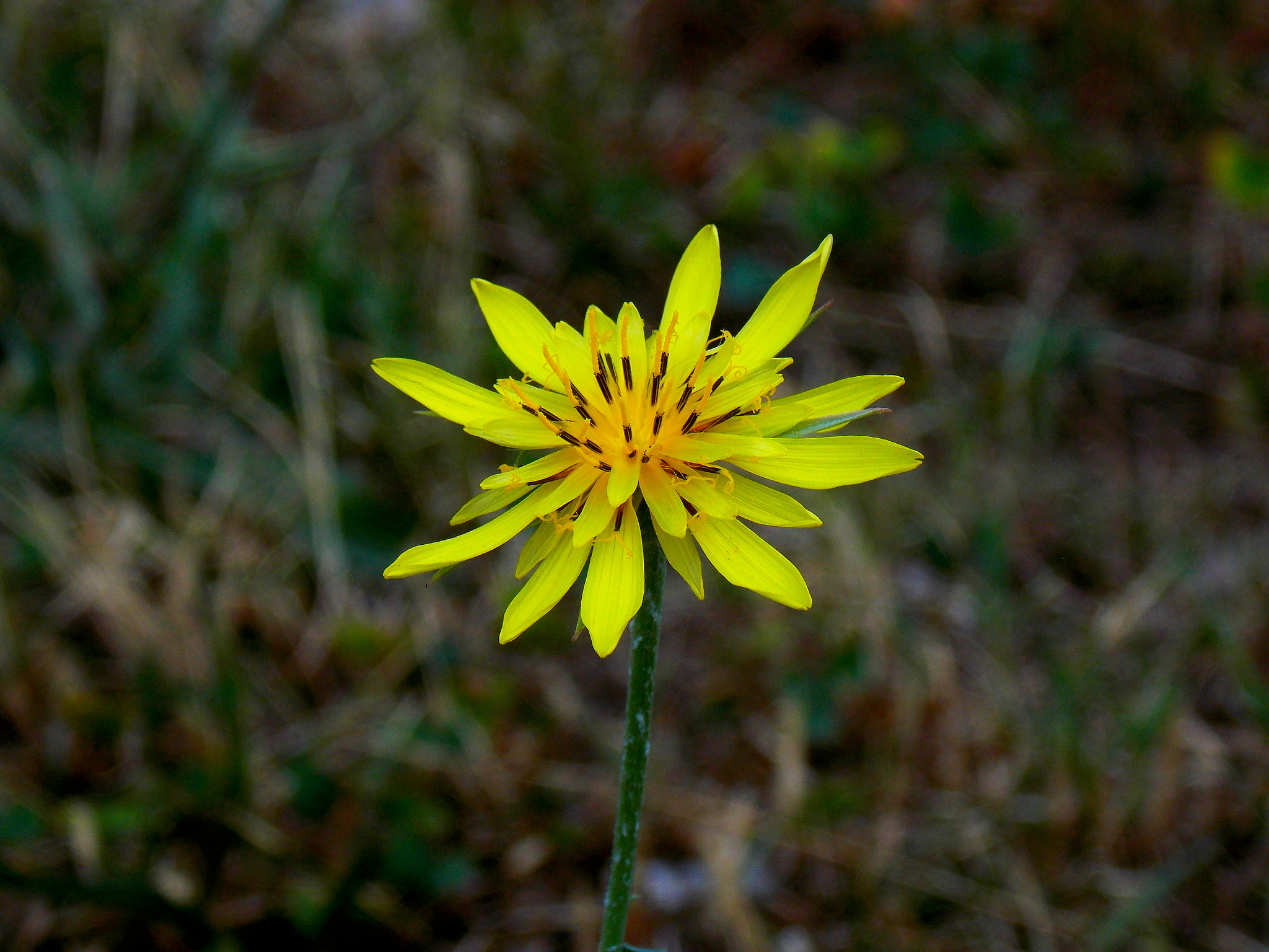 Nikon COOLPIX L320 sample photo. Yellow photography