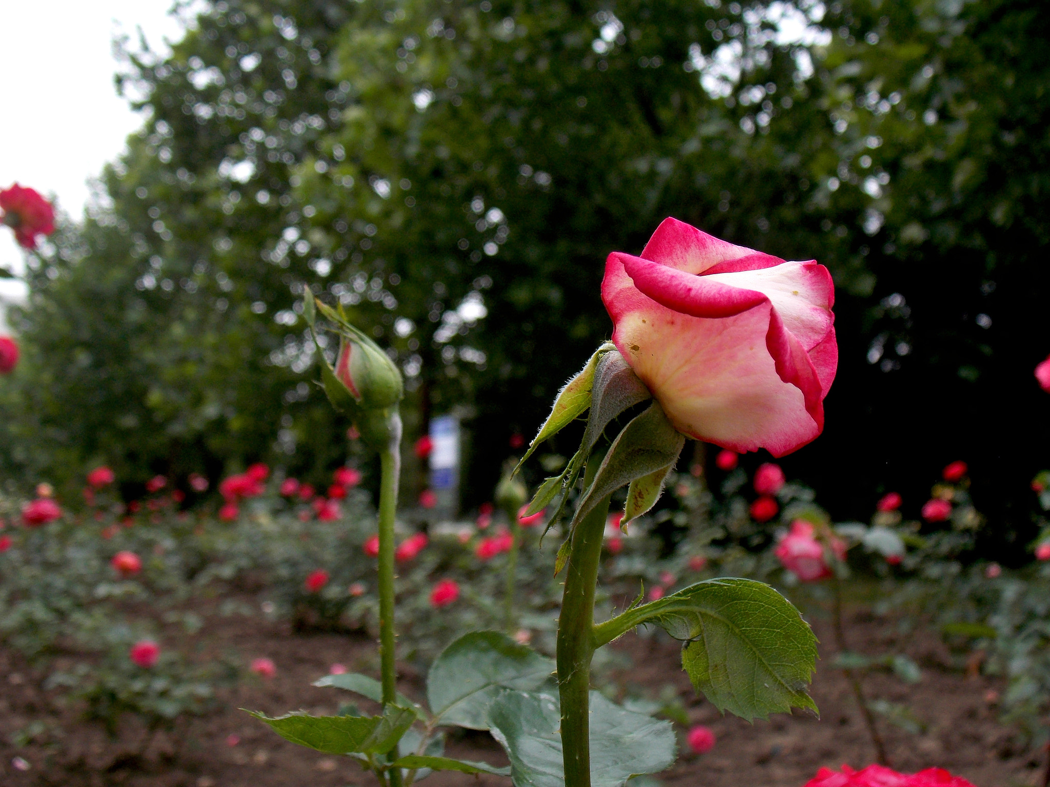 Nikon COOLPIX L320 sample photo. Rose photography