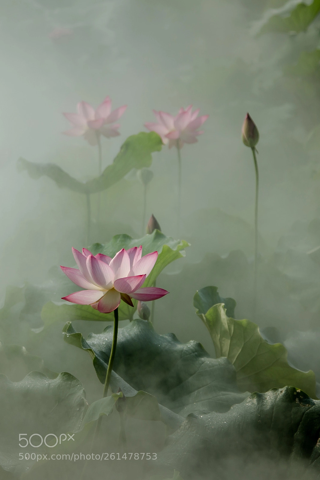Canon EOS 6D sample photo. 霧露隱蓮影 photography