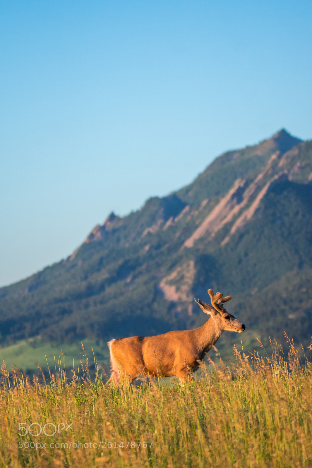 Sony SLT-A77 sample photo. Mule deer photography