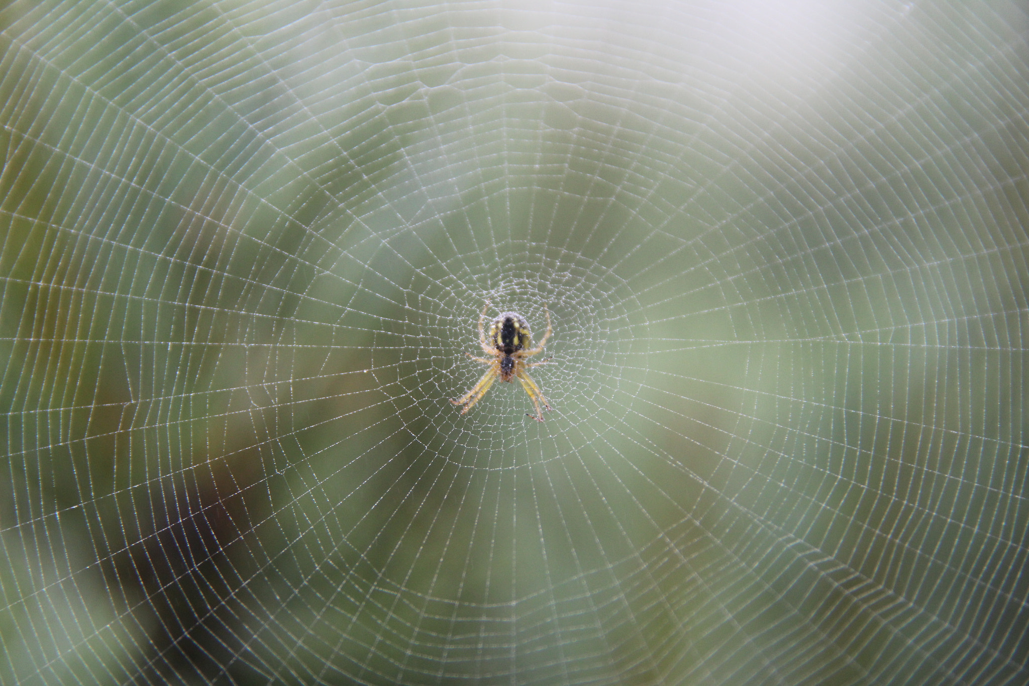 Sigma 18-200mm f/3.5-6.3 DC OS sample photo. Spider photography