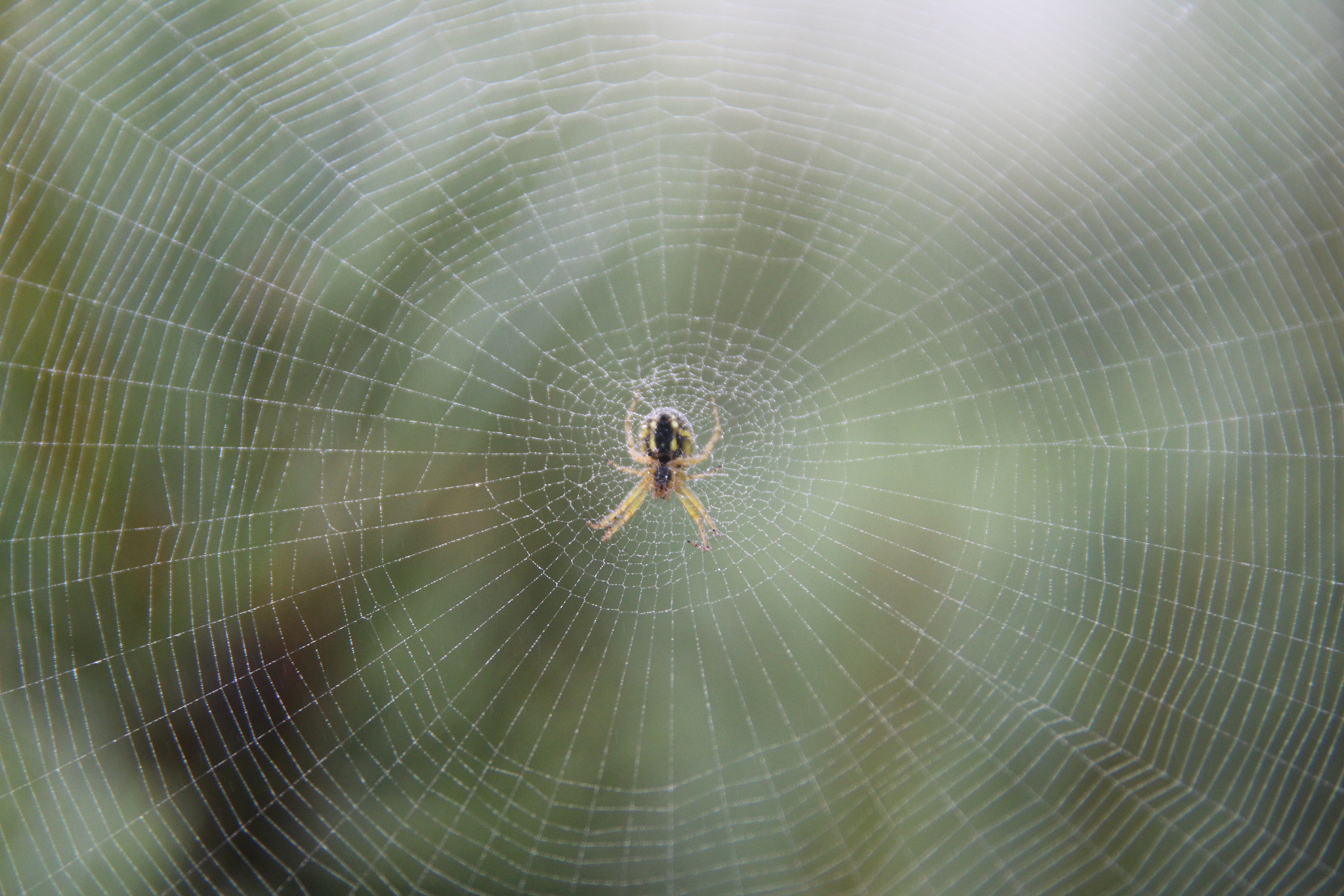 Canon EOS 1300D (EOS Rebel T6 / EOS Kiss X80) + Sigma 18-200mm f/3.5-6.3 DC OS sample photo. Spider photography