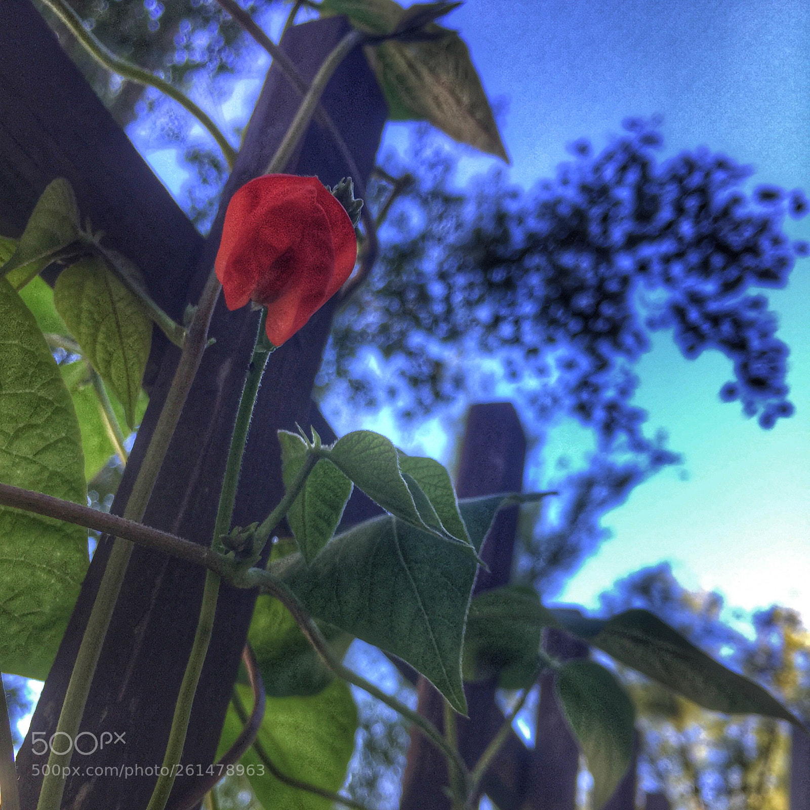Apple iPhone 6 sample photo. Bean photography