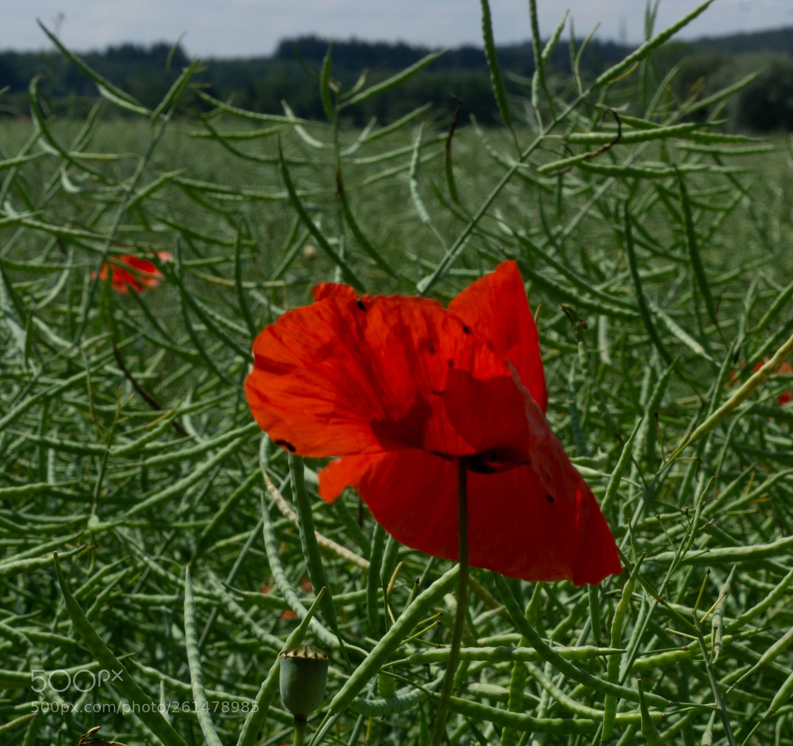 Sony a6000 sample photo. Singul r - symbiotisch photography