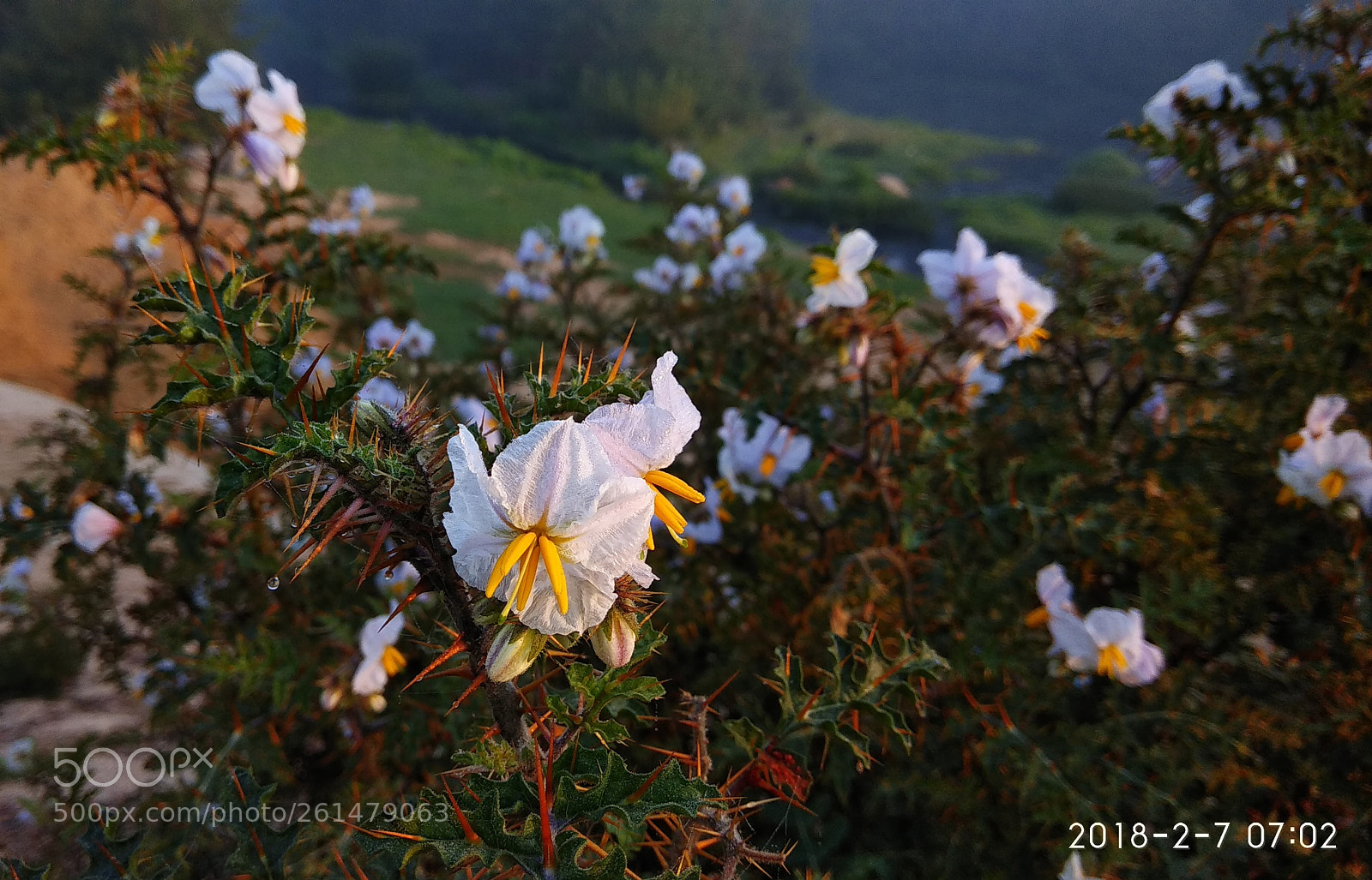 Xiaomi Redmi Note 4 sample photo. Wild flower photography