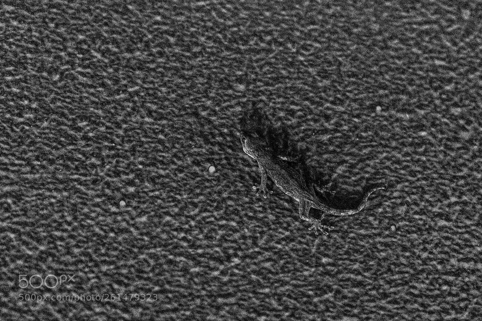 Sony a6000 sample photo. Camouflage in texture photography