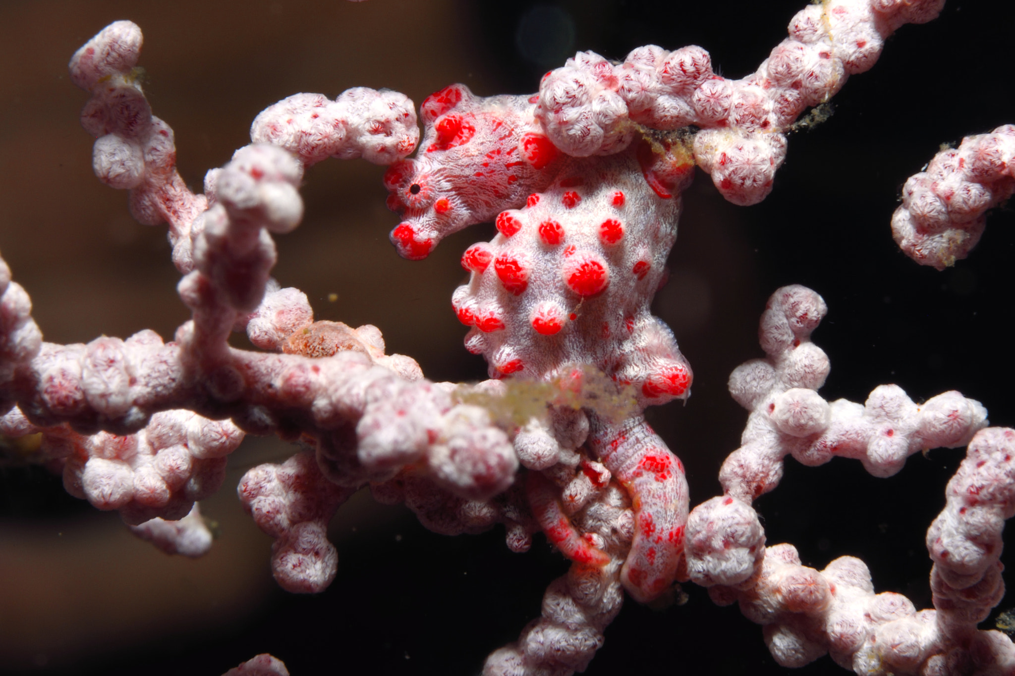 Nikon D810 sample photo. Pygmy seahorse photography