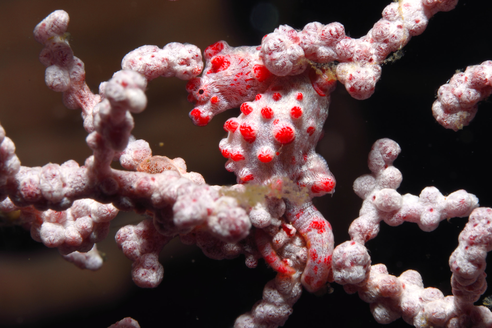 Nikon AF-S Micro-Nikkor 60mm F2.8G ED sample photo. Pygmy seahorse photography