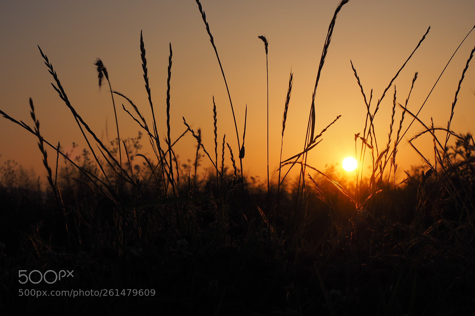 Olympus OM-D E-M10 II sample photo. Sunset in june photography