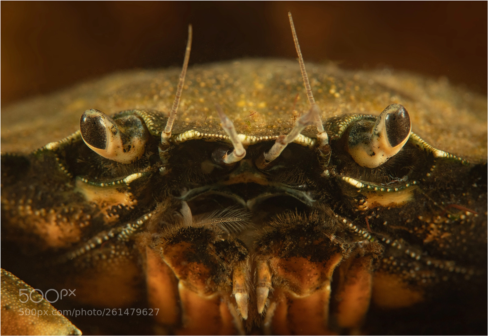 Nikon D850 sample photo. "jaws" photography